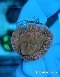Red Plating Montipora Frag (UK grown)