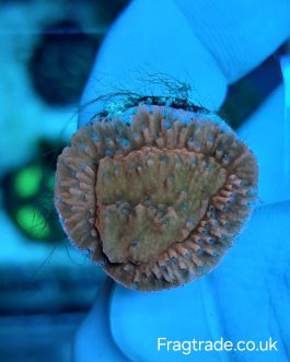 Red Plating Montipora Frag (UK grown)