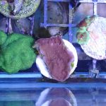 Red Plating Montipora Frag (UK grown)
