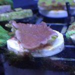 Red Plating Montipora Frag (UK grown)