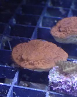 Red Plating Montipora Frag (UK grown)