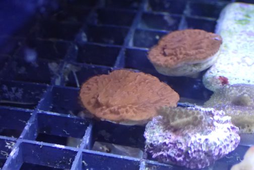 Red Plating Montipora Frag (UK grown)
