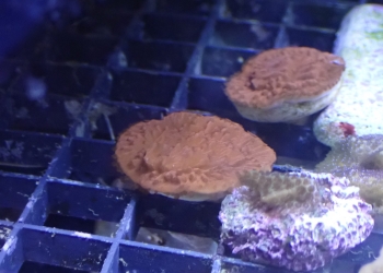 Red Plating Montipora Frag (UK grown)