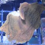 Red Plating Montipora Frag (UK grown)