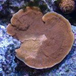 Red Plating Montipora Frag (UK grown)