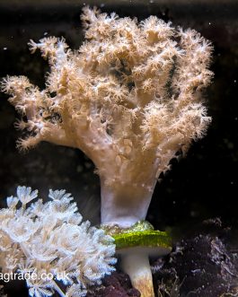 Kenya Tree Leather Frag - UK Grown