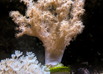 Kenya Tree Leather Frag – UK Grown