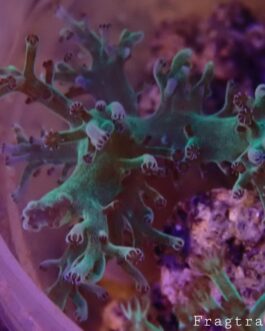 Neon Kenya Tree (UK Grown)