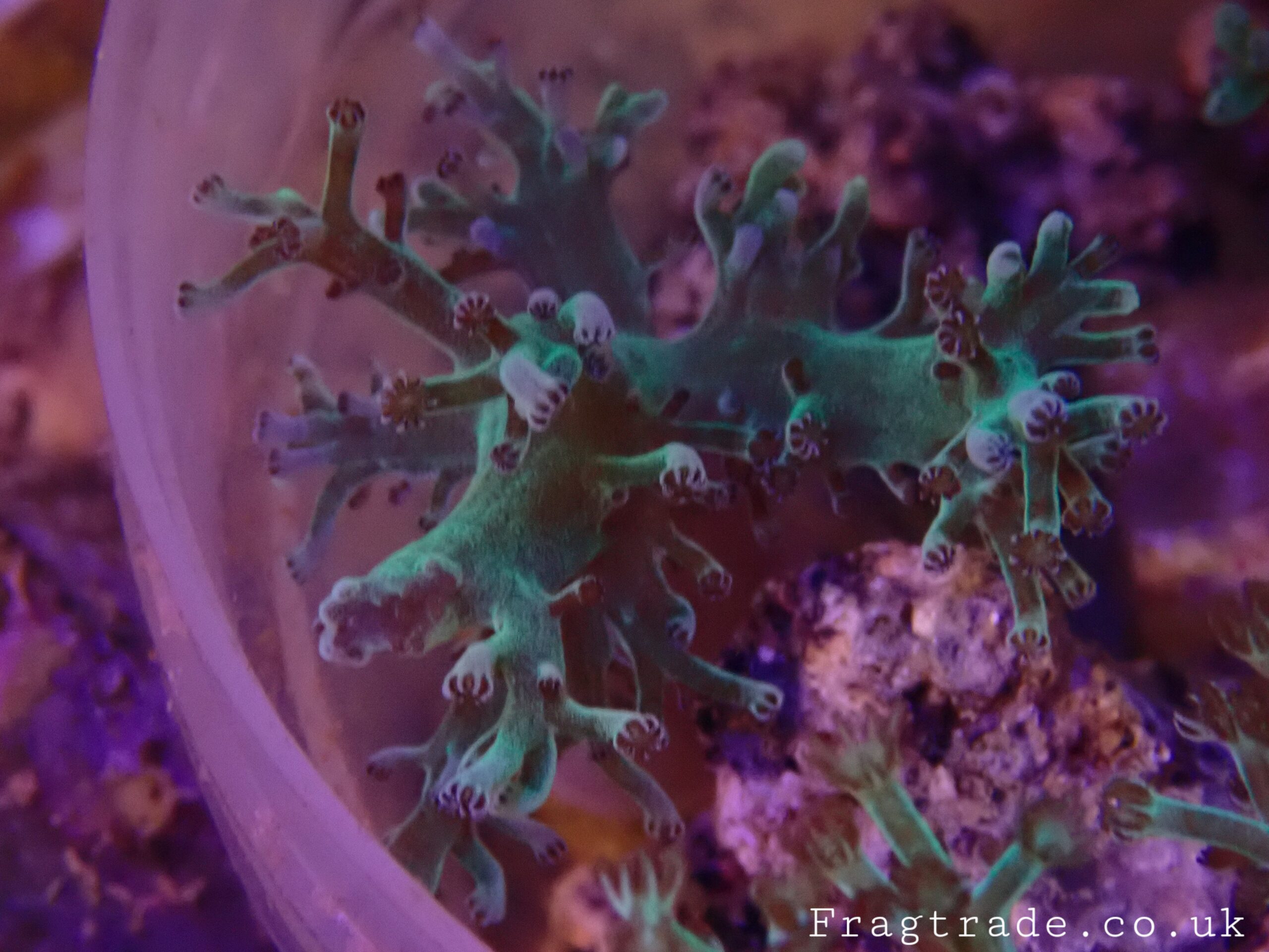 Neon Kenya Tree (UK Grown)