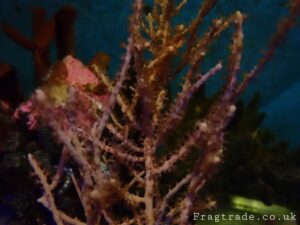 Photosynthetic Sea Fan Coral (UK Grown)