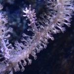 Photosynthetic Sea Fan Coral (UK Grown)