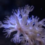 Photosynthetic Sea Fan Coral (UK Grown)