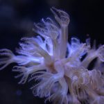 Photosynthetic Sea Fan Coral (UK Grown)