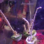 Photosynthetic Sea Fan Coral (UK Grown)