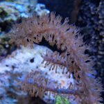 Photosynthetic Sea Fan Coral (UK Grown)