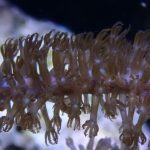 Photosynthetic Sea Fan Coral (UK Grown)