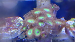 False Rasta zoa 1 polyp (UK grown)