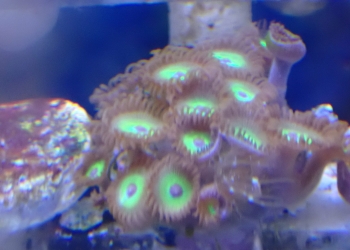 False Rasta zoa 1 polyp (UK grown)