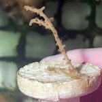 Photosynthetic Sea Fan Coral (UK Grown)