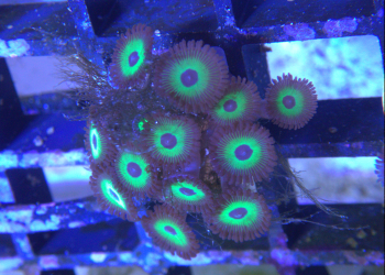 False Rasta zoa 1 polyp (UK grown)