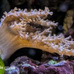 Kenya Tree Leather Frag – UK Grown