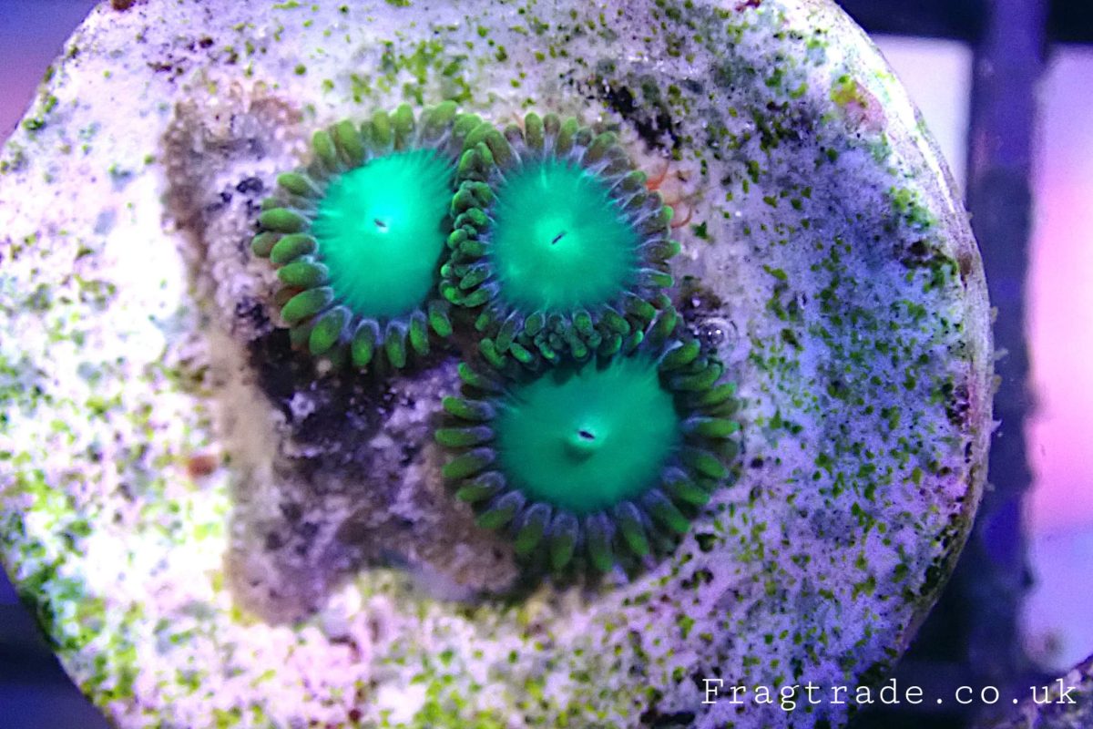 Dragons eyes zoas (UK Grown) Frag Trade