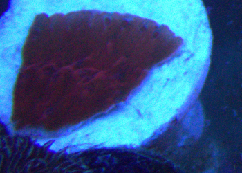 Red Plating Montipora (UK grown)