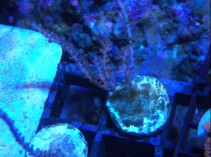 Photosynthetic Sea Fan Coral (UK Grown)