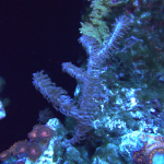 Photosynthetic Sea Fan Coral (UK Grown)