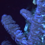 Photosynthetic Sea Fan Coral (UK Grown)