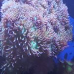 WYSIWYG Duncans Coral