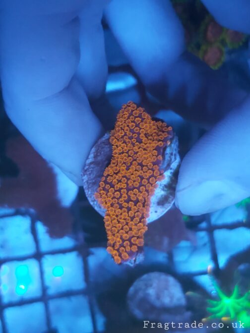 Montipora Forest Fire Coral
