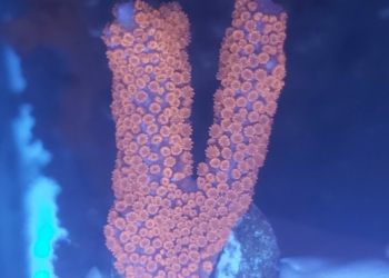 Bubble-gum Montipora Forest Fire (UK Grown)