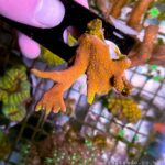 SPS 4 fragpack – forest fire, staghorn, seriatopora and rainbow pocillopora (UK Grown)