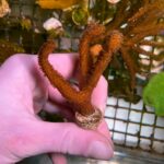 SPS 4 fragpack – forest fire, staghorn, seriatopora and rainbow pocillopora (UK Grown)