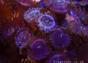 Hawaiian people eaters zoa (UK grown)