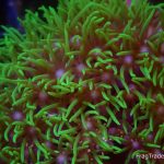 Beginner Coral Frag Pack: GSP, Implosion Paly, Sinularia and Kenya tree leather