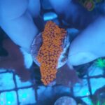 4 pack SPS frag pack montipora forest fire, staghorn acro, pavona and pocillopora (UK Grown)