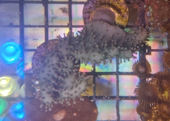 Neon Green Toadstool Leather (UK Grown)