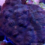 Mummy Eye Chalice Coral (UK Grown)
