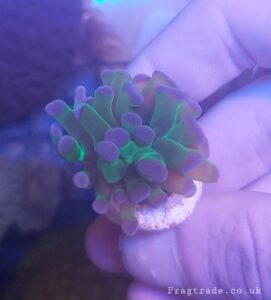 Ultra green purple tipped hammer euphyllia (UK Grown)
