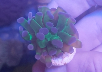 Ultra green purple tipped hammer euphyllia (UK Grown)