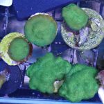 Monster jam Psammocora frag (UK Grown)