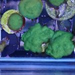 Monster jam Psammocora frag (UK Grown)