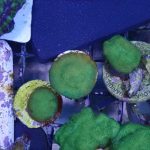 Monster jam Psammocora frag (UK Grown)