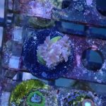 WYSIWYG Duncan colony