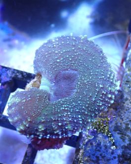 Green Lobophyllia - 1 head (UK Grown)