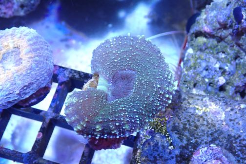 Green Lobophyllia - 1 head (UK Grown)