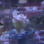 WYSIWYG Duncan colony