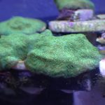 Monster jam Psammocora frag (UK Grown)